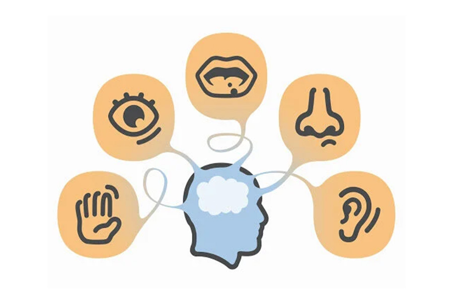 diagram of a human head and brain connected to each of the 5 senses